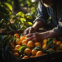 AI generated picking citrus close-up Generative AI photo