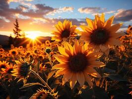 AI generated sunflowers at sunset Generative AI photo