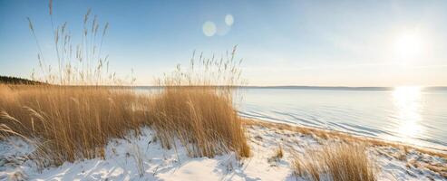 AI generated snow-covered shore with yellow grass at sunset Generative AI photo
