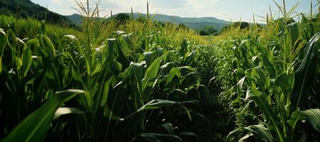 AI generated Green corn field Generative AI photo