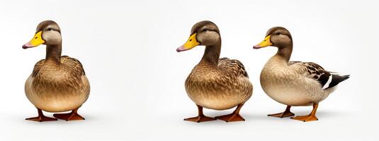 AI generated ducks on white background Generative AI photo