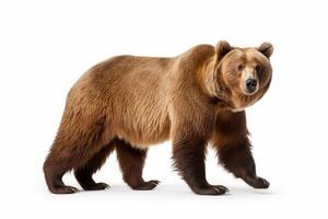 AI generated brown bear on a white background Generative AI photo