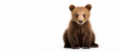 AI generated live brown bear cub on a white background Generative AI photo