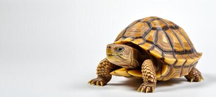 AI generated turtle on white background Generative AI photo