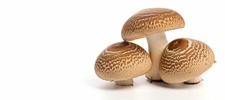 AI generated porcini mushrooms on a white background Generative AI photo