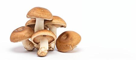 AI generated porcini mushrooms on a white background Generative AI photo