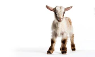 AI generated baby goat on a white background Generative AI photo