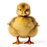 AI generated duckling on a white background Generative AI photo