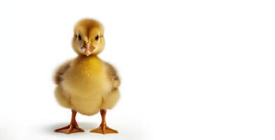 AI generated duckling on a white background Generative AI photo