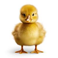 AI generated duckling on a white background Generative AI photo