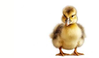 AI generated duckling on a white background Generative AI photo