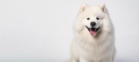 AI generated Samoyed on a white background Generative AI photo