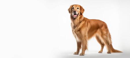 AI generated golden retriever on white background Generative AI photo