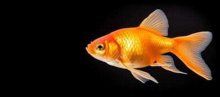 AI generated Goldfish on a black background Generative AI photo