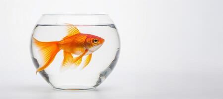 AI generated Goldfish in an aquarium on a white background Generative AI photo