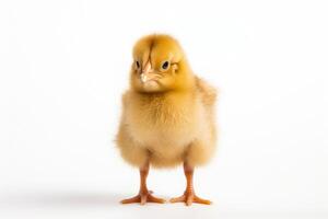 AI generated chicken on a white background Generative AI photo