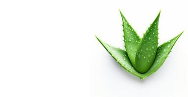 AI generated aloe leaves on white background Generative AI photo