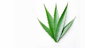 AI generated aloe leaves on white background Generative AI photo