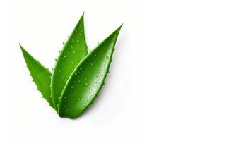 AI generated aloe leaves on white background Generative AI photo