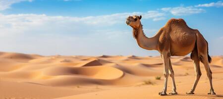 AI generated camel in the desert Generative AI photo