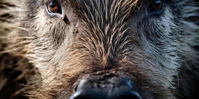 AI generated Generwild boar in the forest close-up ative AI photo