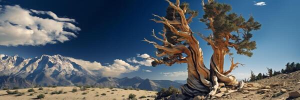 AI generated Bristlecone pine Pinus longaeva in the White Mountains Generative AI photo