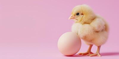 AI generated chicken and egg on a pink background Generative AI photo