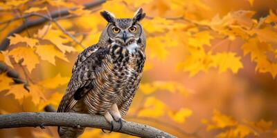 AI generated Owl on a branch in autumn background Generative AI photo