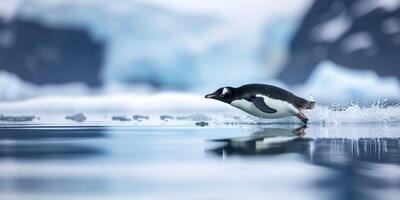 Penguin on ice Arctic photo