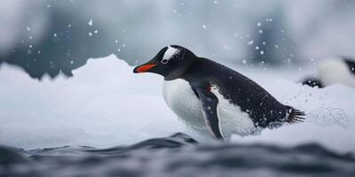 Penguin on ice Arctic photo