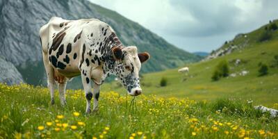 spotted cow in the pasture photo