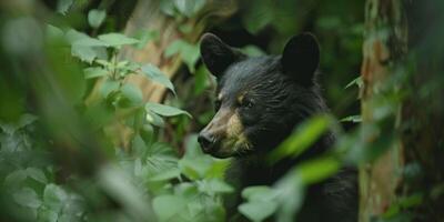 bear in the wild photo