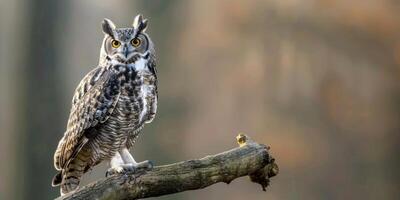 Owl on a branch tive photo