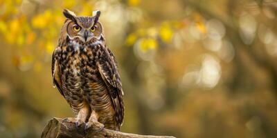 Owl on a branch tive photo