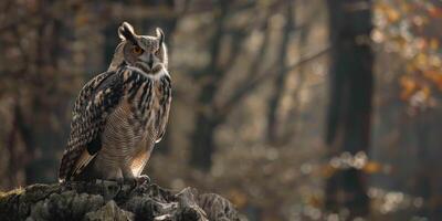 Owl on a branch tive photo