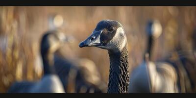 wild geese in the wild photo