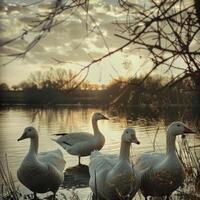 wild geese in the wild photo