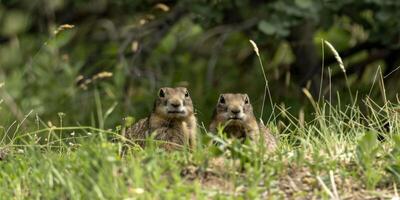 gopher in the wild photo