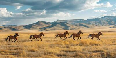 horses galloping across the steppe wildlife photo