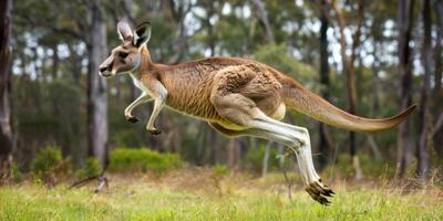 kangaroo in the forest photo