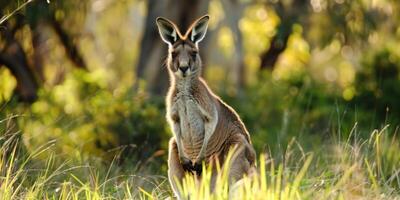 kangaroo in the forest photo