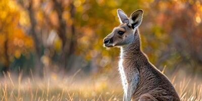 kangaroo in the forest photo