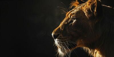 Lion on blurred background wild nature photo