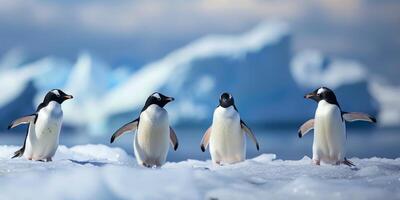 Penguins in Arctic wildlife photo