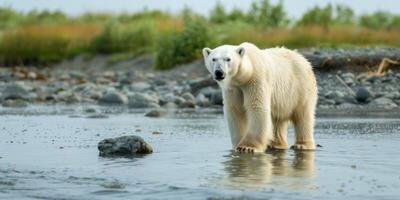 polar bear in the wild photo