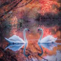 swans on the lake wildlife photo