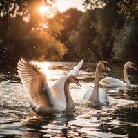 cisnes en el lago fauna silvestre foto