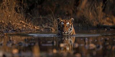Tigre en borroso antecedentes fauna silvestre foto