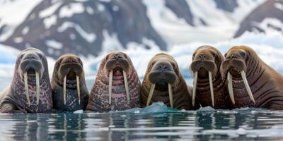 walruses in the wild photo