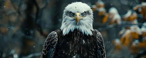 Eagle on a blurred background in the wild photo